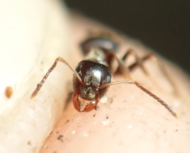 Lasius niger - közönséges feketehangya