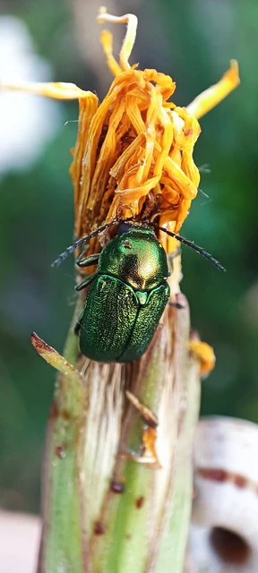 Cryptocephalus