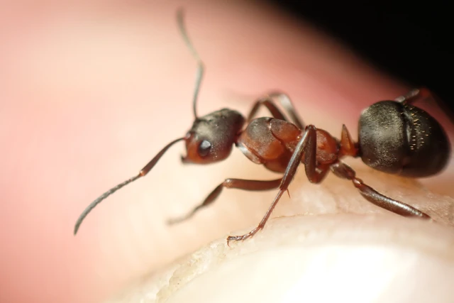 Formica polyctena - kis vöröshangya