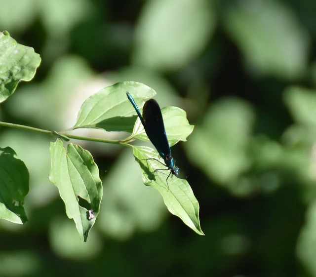 Calopteryx virgo - kisasszony-szitakötő