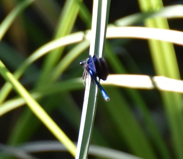 Calopteryx virgo - kisasszony-szitakötő