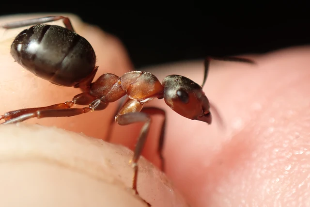 Formica polyctena - kis vöröshangya