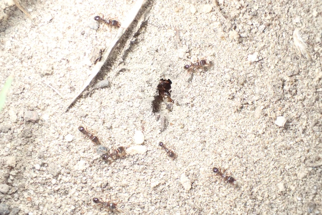 Tetramorium