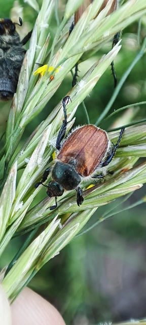 Chaetopteroplia segetum - rozsszipoly