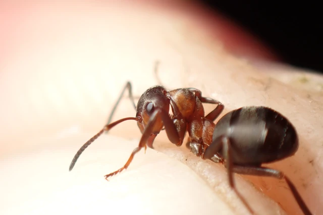 Formica polyctena - kis vöröshangya