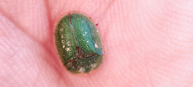 Cassida rubiginosa - lapos pajzsbogár
