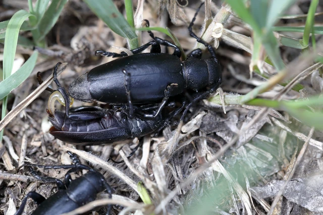 Dorcadion aethiops - fekete gyalogcincér Dorcadion aethiops - fekete gyalogcincér