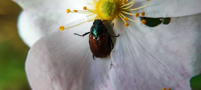 Phyllopertha horticola - kerti szipoly