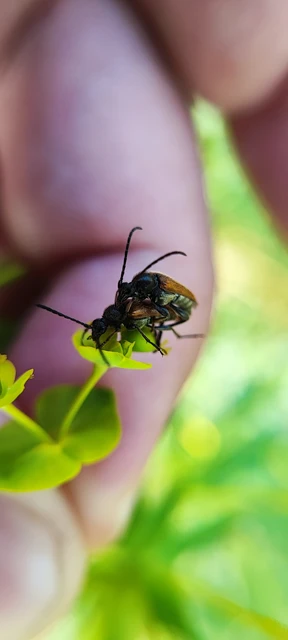Pseudovadonia livida - barnás virágcincér