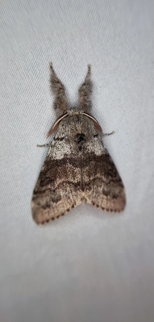 Calliteara pudibunda - hamvasszövő