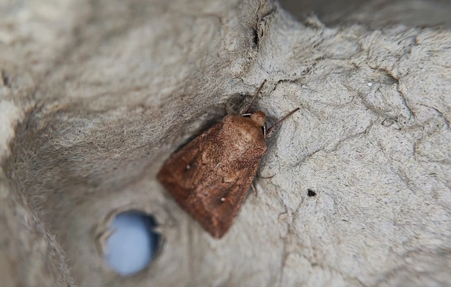 Mythimna albipuncta - fehérpettyes rétibagoly