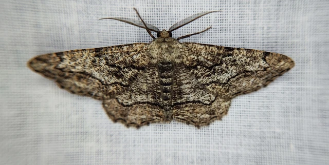 Synopsia sociaria - ürömaraszoló