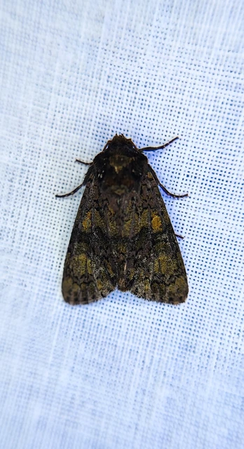 Craniophora ligustri - fagyalbagoly