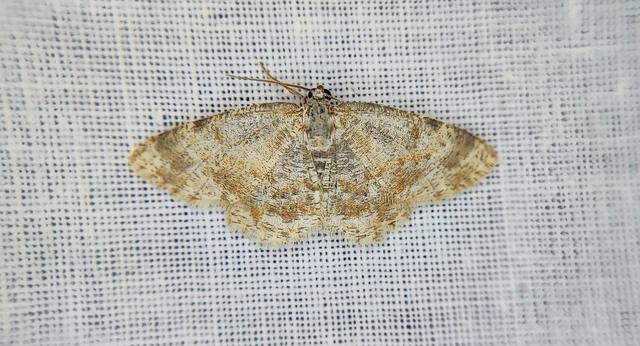 Charissa variegata - tarka sziklaaraszoló