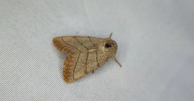 Charanyca trigrammica - háromsávos lombbagoly