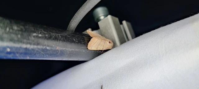 Charanyca trigrammica - háromsávos lombbagoly