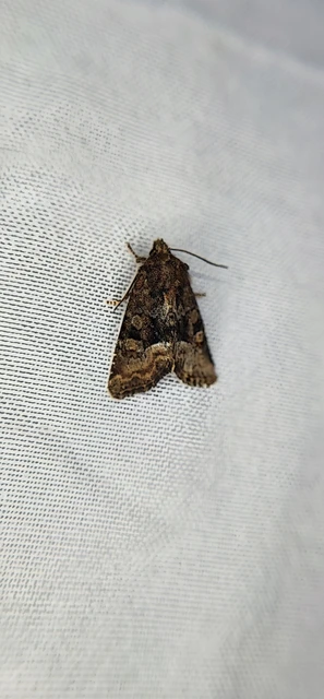 Oligia strigilis/latruncula/versicolor