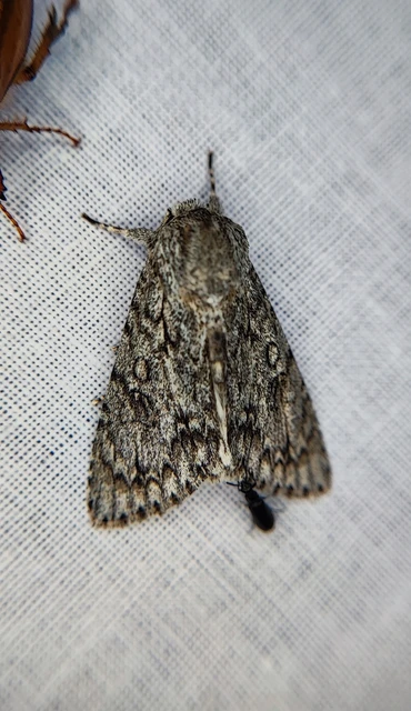 Acronicta aceris - vadgesztenye-szigonyosbagoly