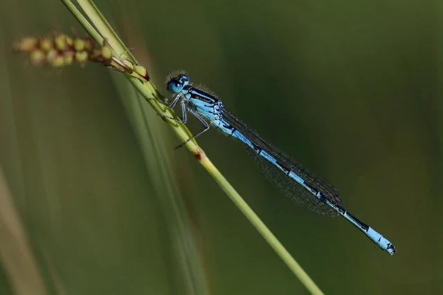 Coenagrion scitulum - mediterrán légivadász