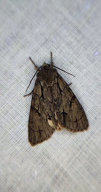 Acronicta cuspis/tridens/psi