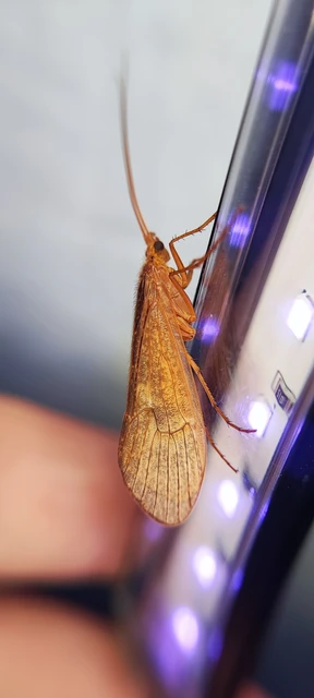 Trichoptera - Tegzesek