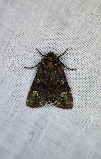 Craniophora ligustri - fagyalbagoly