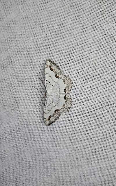 Scopula ornata - díszes fehéraraszoló