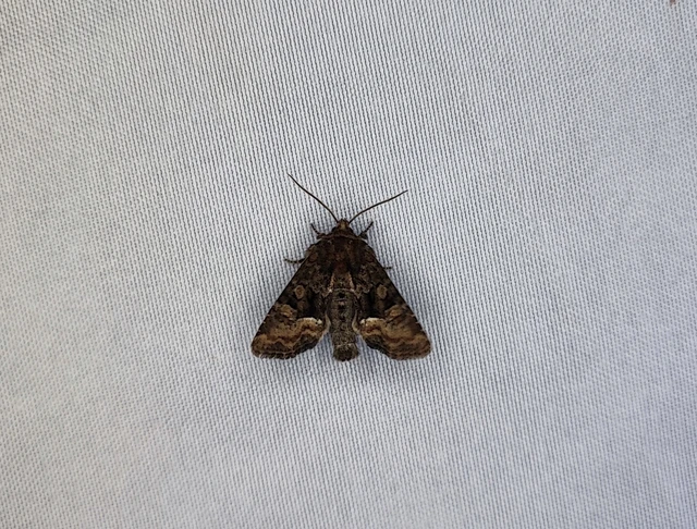 Oligia strigilis/latruncula/versicolor