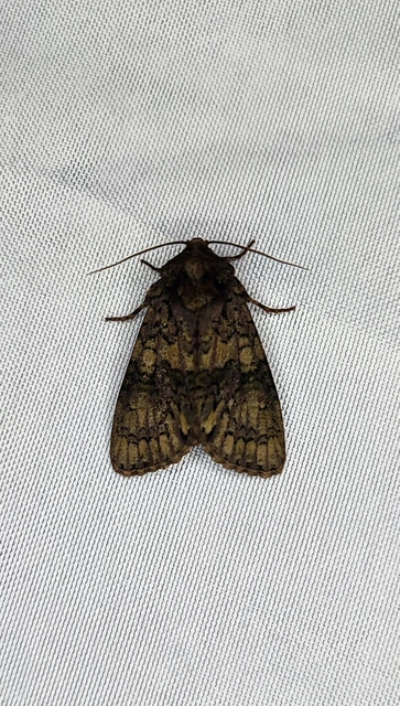 Craniophora ligustri - fagyalbagoly