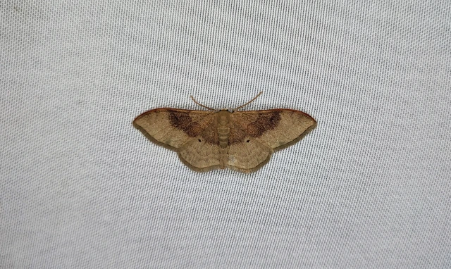 Idaea degeneraria - barnasávos araszoló