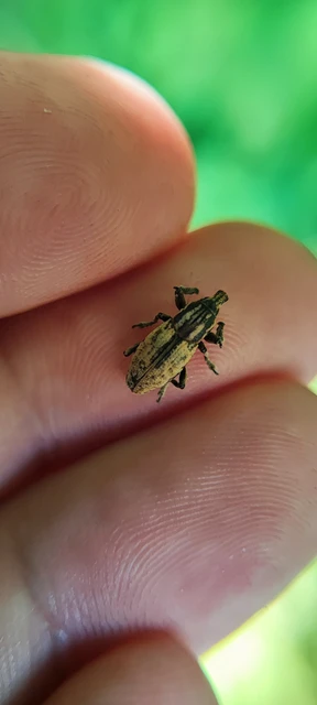Pseudocleonus cinereus - hamvas barkó