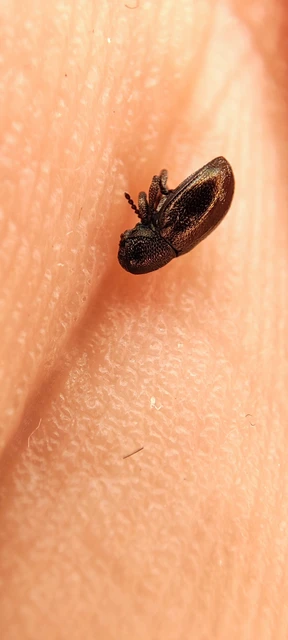 Pachnephorus villosus - közönséges fövenylevelész