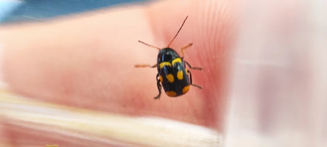 Cryptocephalus anticus - réti zömökbogár
