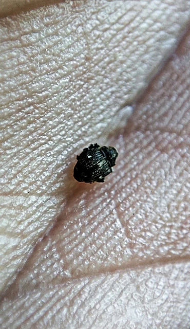 Nedyus quadrimaculatus - közönséges csalánormányos
