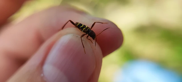 Neoclytus acuminatus - amerikai darázscincér
