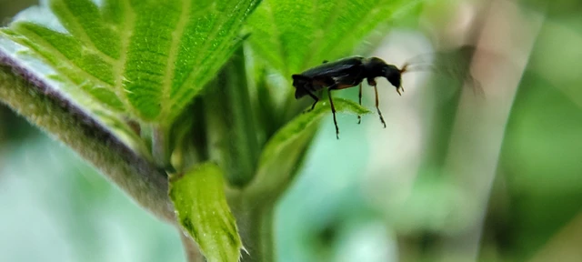 Grammoptera ruficornis - gyűrűscsápú galagonyacincér Grammoptera ruficornis - gyűrűscsápú galagonyacincér
