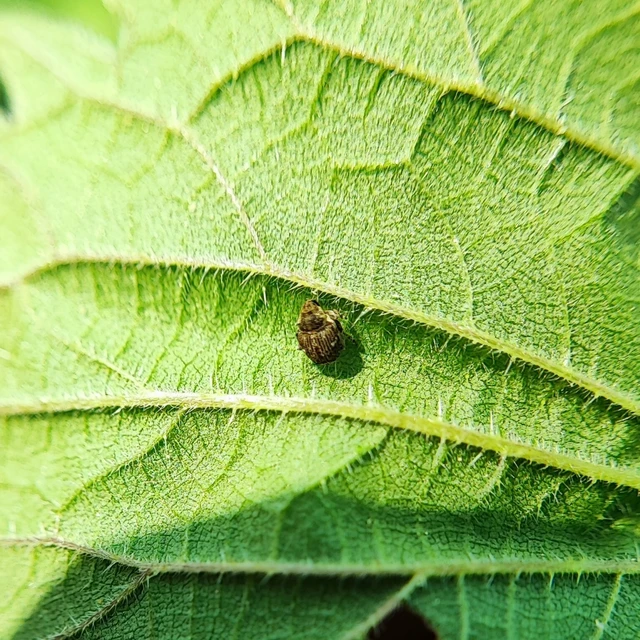 Nedyus quadrimaculatus - közönséges csalánormányos