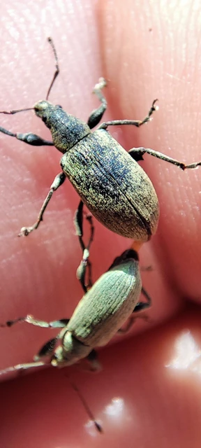 Curculionidae - ormányosbogár-félék