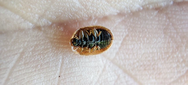 Hypocassida subferruginea - közönséges bordáspajzsbogár