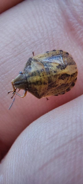 Eurygaster Eurygaster