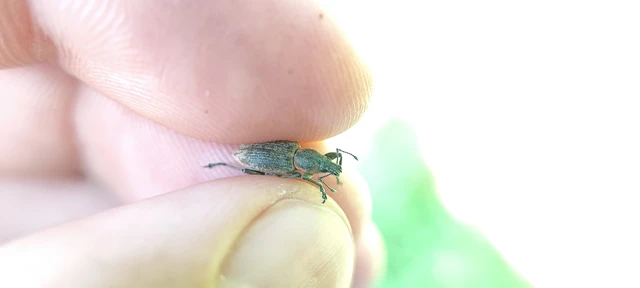 Tanymecus palliatus - közönséges hegyesfarúbarkó