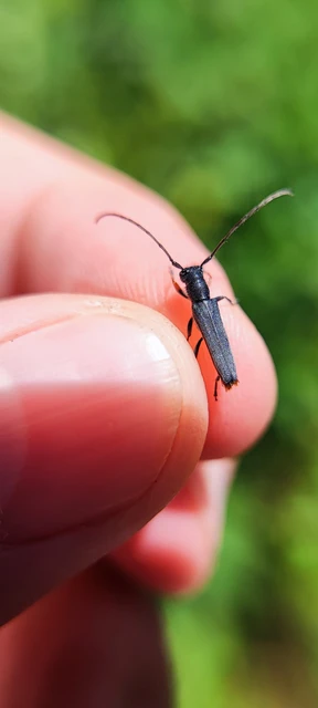 Phytoecia cylindrica - medvelapucincér