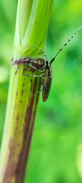 Agapanthia villosoviridescens - fehérgyűrűs bogáncscincér