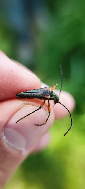 Stenocorus meridianus - fűz-gyökércincér