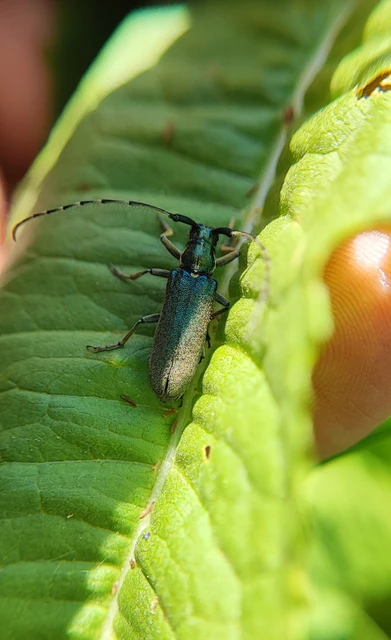 Agapanthia viti