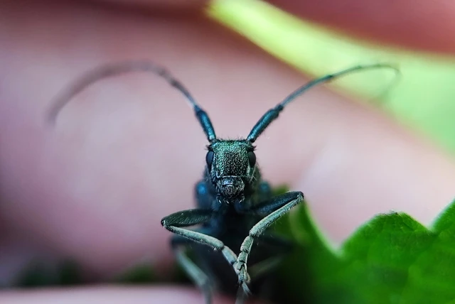 Agapanthia viti