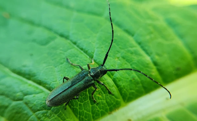 Agapanthia viti