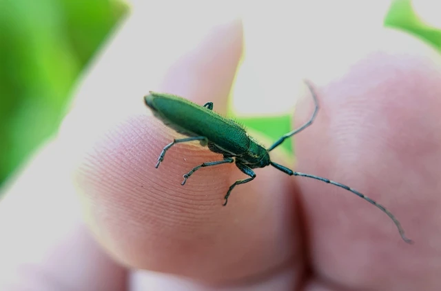 Agapanthia viti