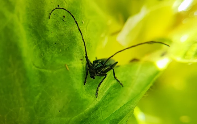Agapanthia viti
