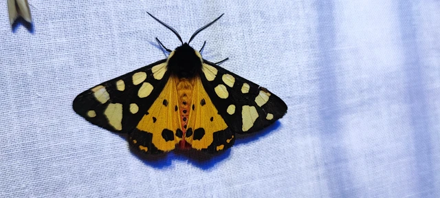 Arctia villica - fekete medvelepke